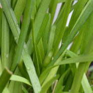 Garlic chives