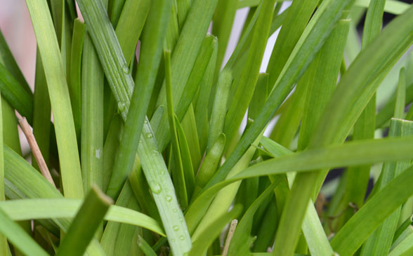 Read more about the article Garlic Chives