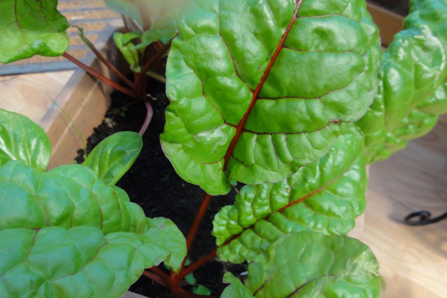 Read more about the article Swiss Chard